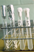 Sterilized beads ready ready for inoculation